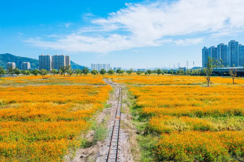 你是夏天的话，也会偏爱被「花海」承包的温州！ - 配图4