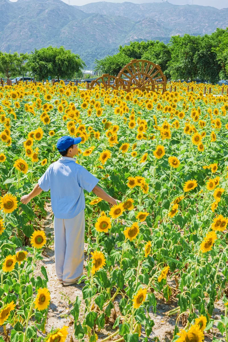 你是夏天的话，也会偏爱被「花海」承包的温州！ - 配图14