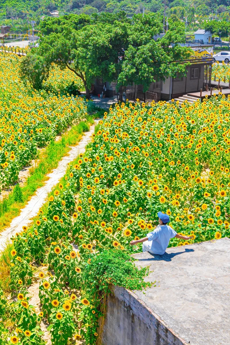 你是夏天的话，也会偏爱被「花海」承包的温州！ - 配图15