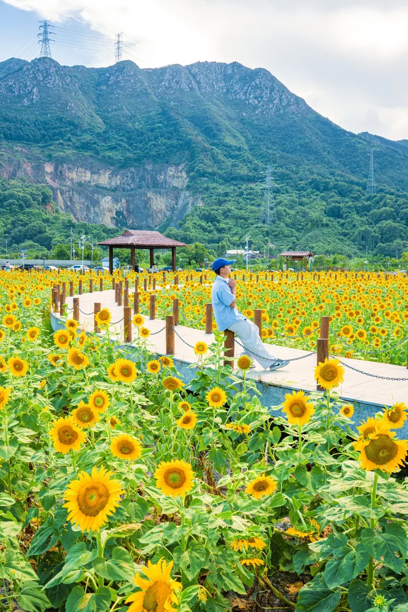 你是夏天的话，也会偏爱被「花海」承包的温州！ - 配图16