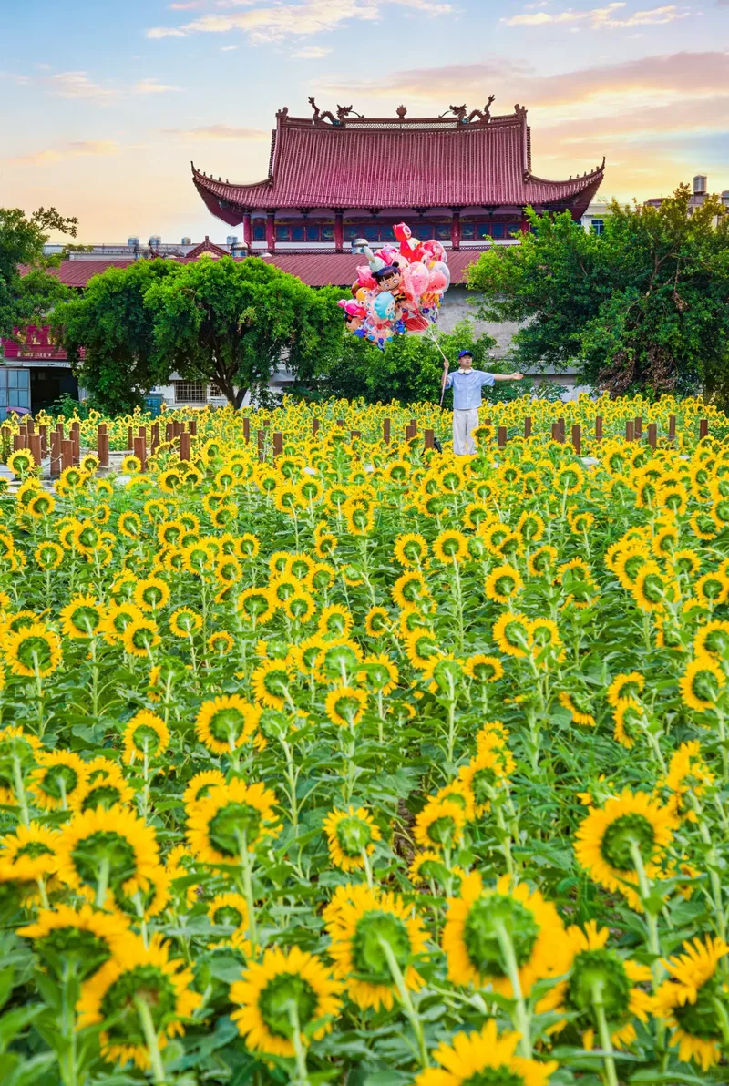 你是夏天的话，也会偏爱被「花海」承包的温州！ - 配图17