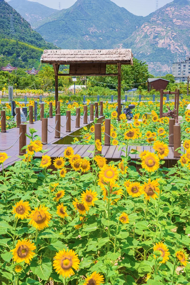 你是夏天的话，也会偏爱被「花海」承包的温州！ - 配图19