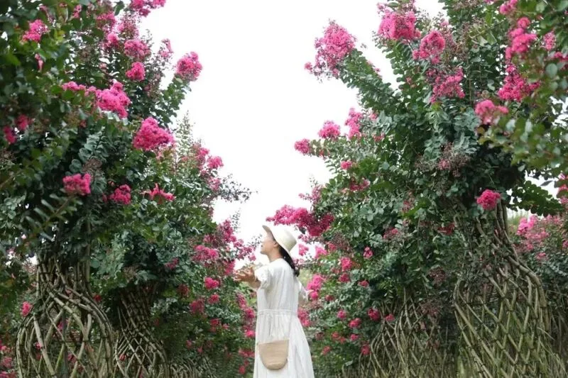 你是夏天的话，也会偏爱被「花海」承包的温州！ - 配图22