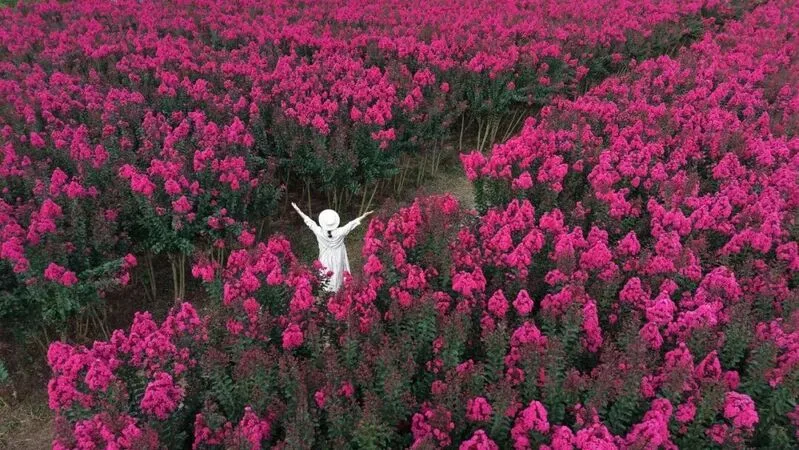 你是夏天的话，也会偏爱被「花海」承包的温州！ - 配图25