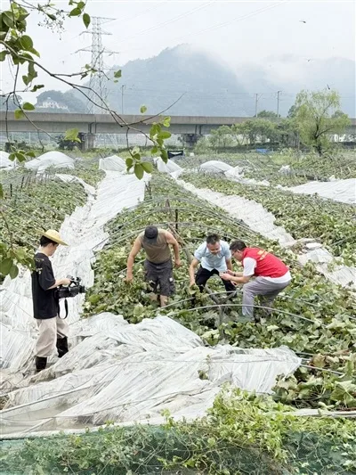 温州乐清：农业复产保收有序推进