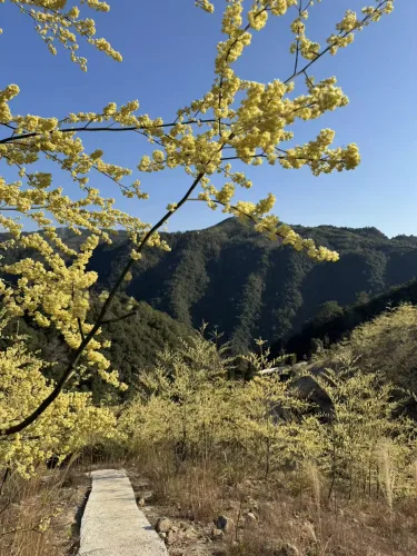 “香”约荒山，泰顺芳香微产业的默默等待