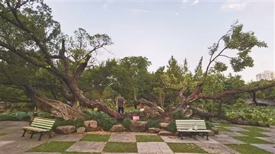 网红榕树“双榕戏水”遭重创 还能恢复如初吗？