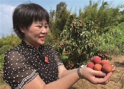 温州苍南：霞关红尘外 不只“妃子笑”