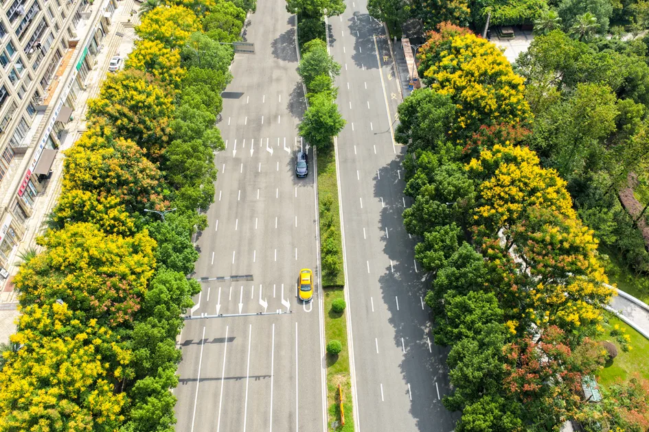 抬头遇见秋！黄山栾树扮靓温州城市街景