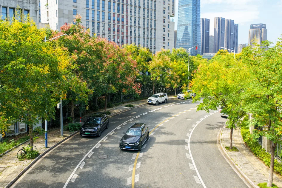 抬头遇见秋！黄山栾树扮靓温州城市街景 - 配图2