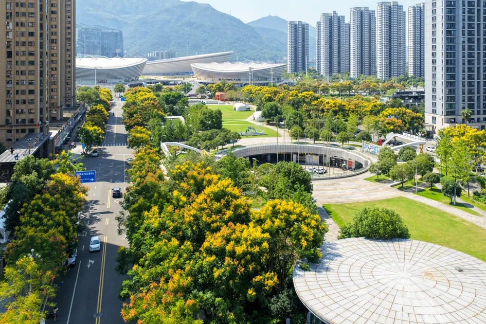 抬头遇见秋！黄山栾树扮靓温州城市街景 - 配图3