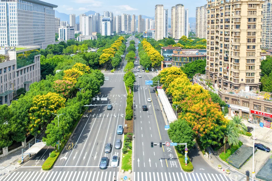 抬头遇见秋！黄山栾树扮靓温州城市街景 - 配图5
