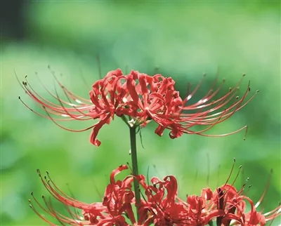 一抹嫣红 “彼岸花”盛开！