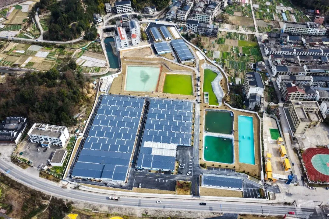 文成47个村打造“淡水虾王”养殖基地 “一尾虾苗”游出共富产业链 - 配图3