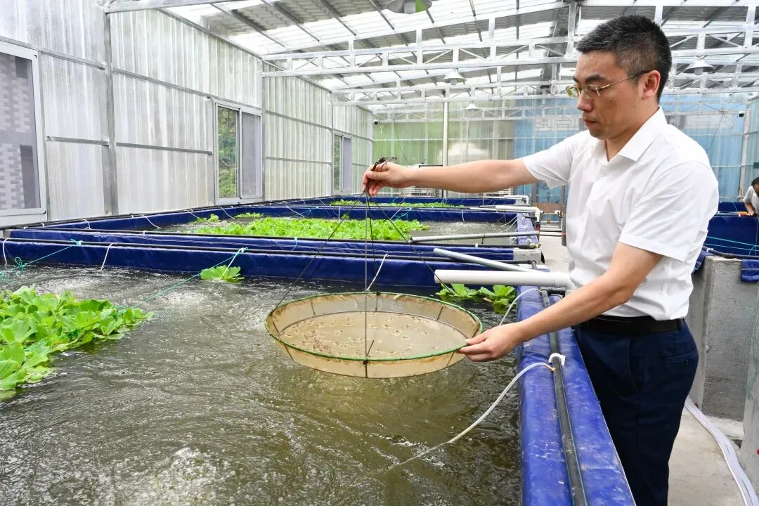 文成47个村打造“淡水虾王”养殖基地 “一尾虾苗”游出共富产业链 - 配图6