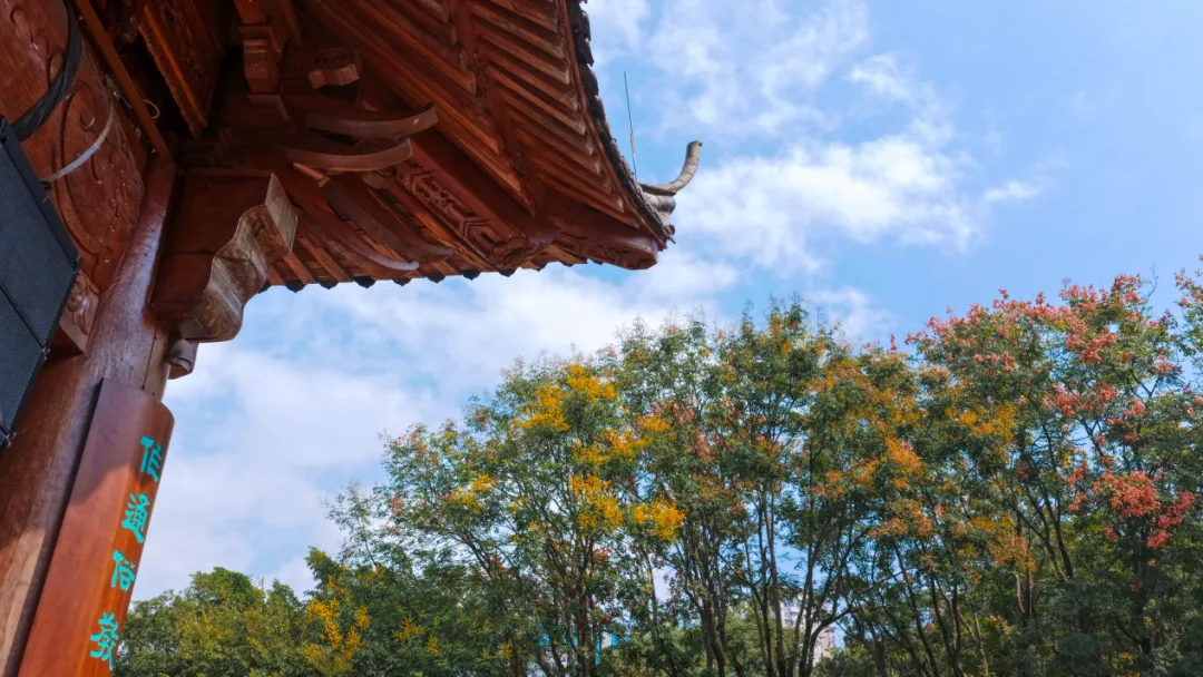温州的最美“变色季”从黄山栾树开始 - 配图18