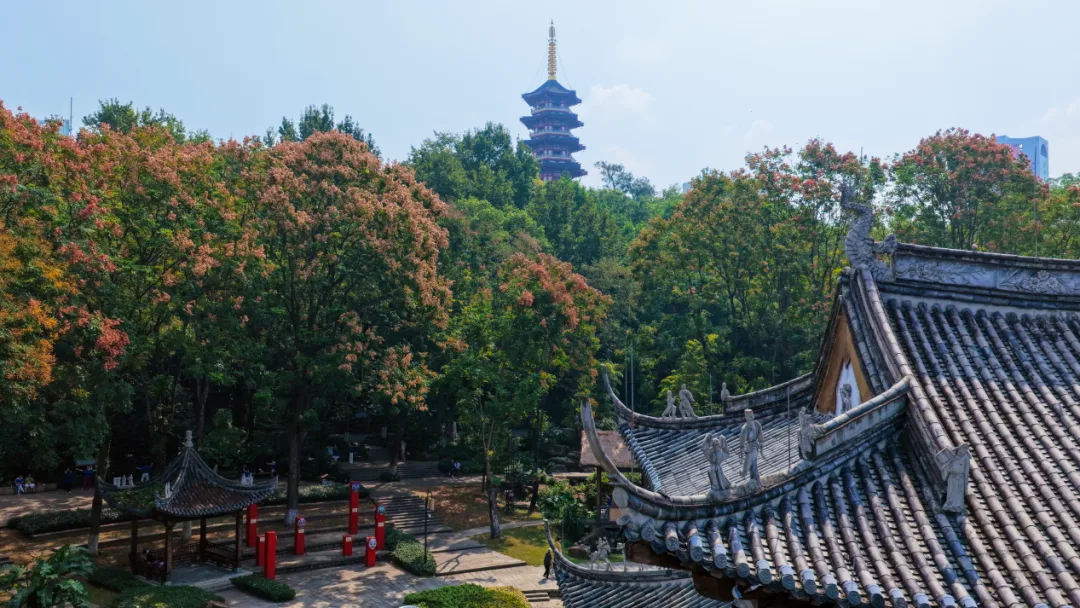 温州的最美“变色季”从黄山栾树开始 - 配图19