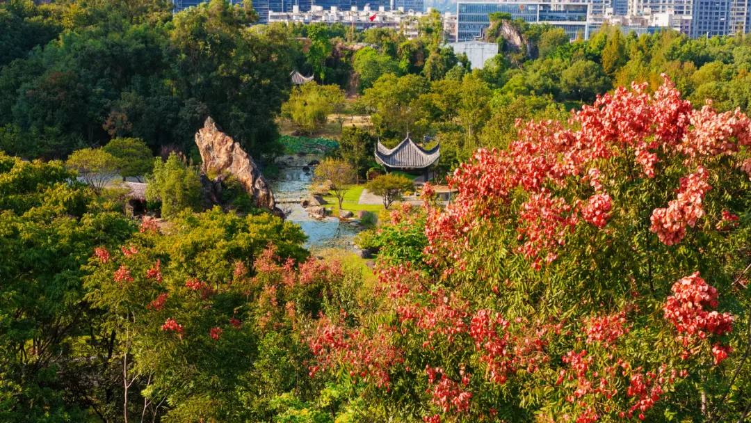 温州的最美“变色季”从黄山栾树开始 - 配图21