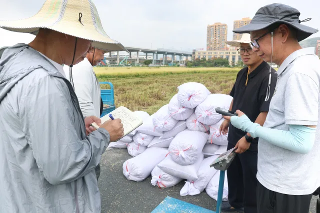 科技特派员田头“算账”，瓯海单季稻测产迎丰收