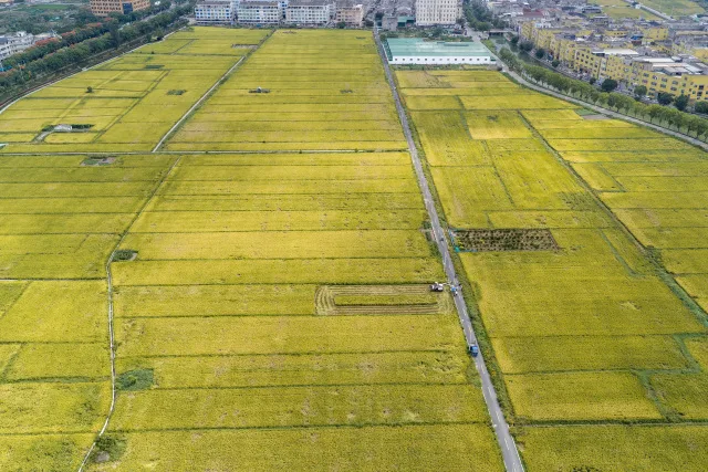 科技特派员田头“算账”，瓯海单季稻测产迎丰收 - 配图5
