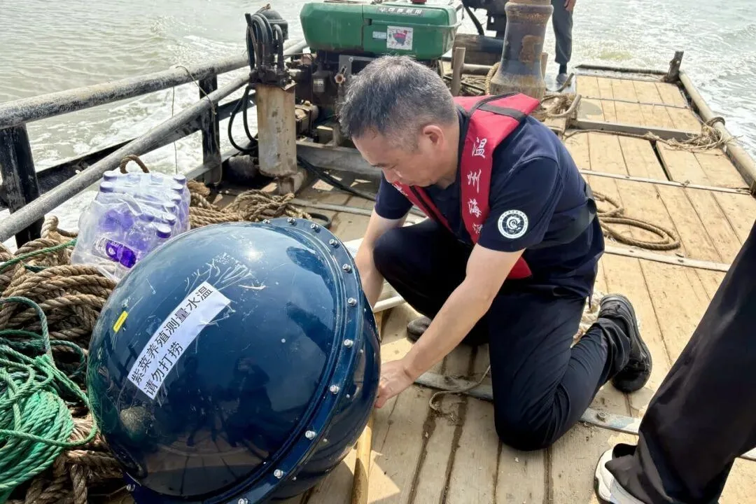 水温浮标“上岗” 洞头紫菜养殖海域有了精准“海温管家”