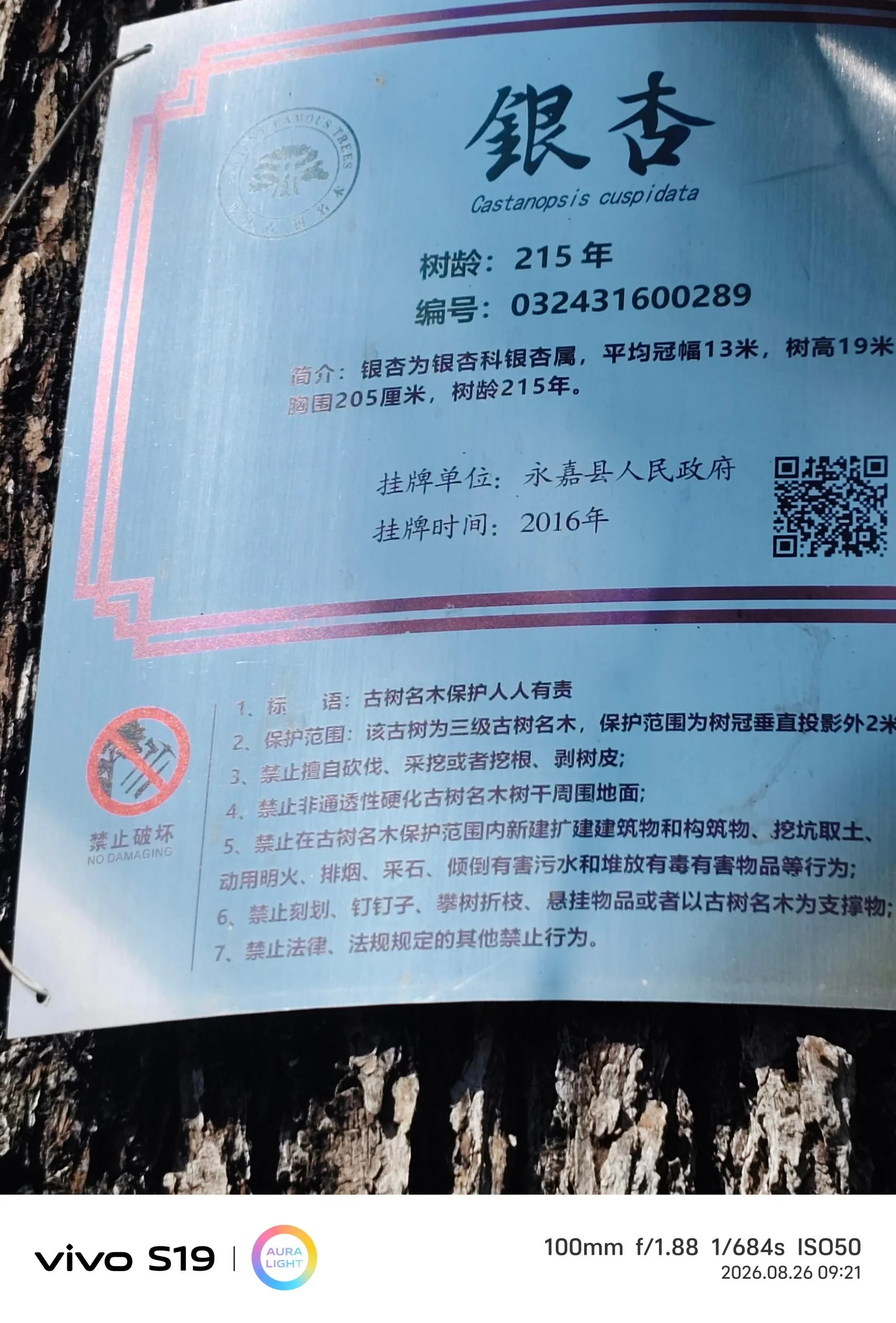 225年树龄的银杏树出现叶片枯黄等现象 永嘉“银杏王”病了？ - 配图4