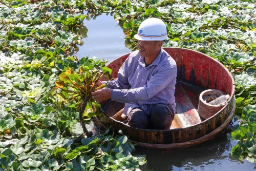 菱角飘香，湿地菱塘迎来丰收季 - 配图2