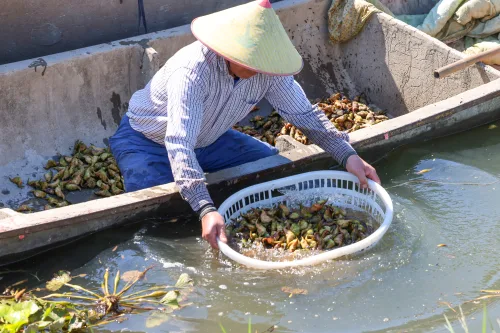菱角飘香，湿地菱塘迎来丰收季 - 配图3