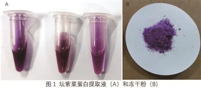 浙江省海洋水产养殖研究所做长紫菜产业链 把鲜紫菜做成蛋白饮品