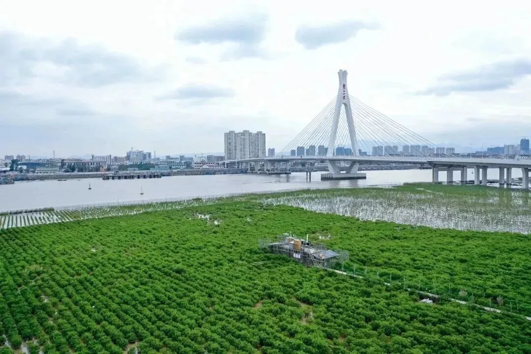 温州的山海本色,都藏在这张美丽自然地图里 - 配图17