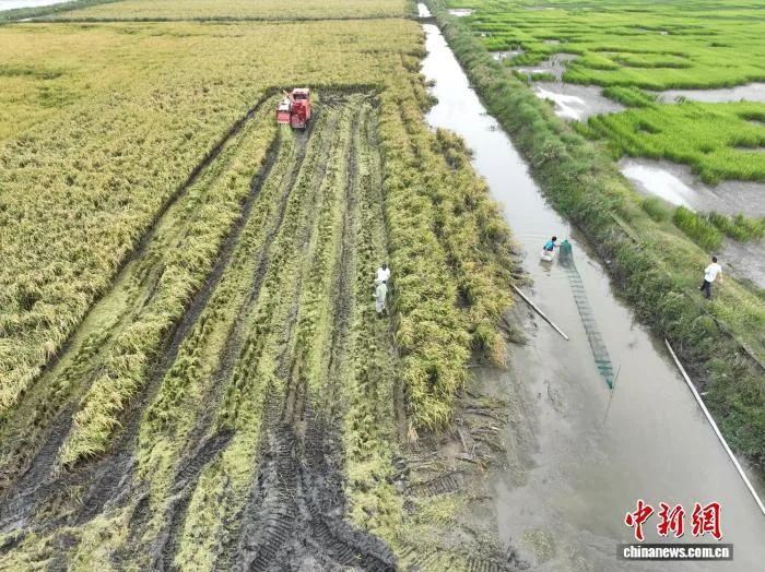 盐碱地里双丰收 浙江瑞安稻蟹共生见证“沧海变桑田”