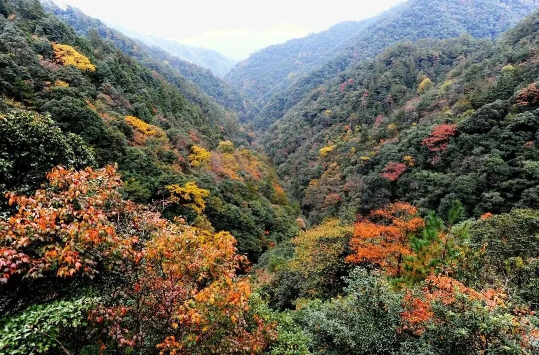 重阳陪长辈游山海，温州这些景区免票、半价！ - 配图14