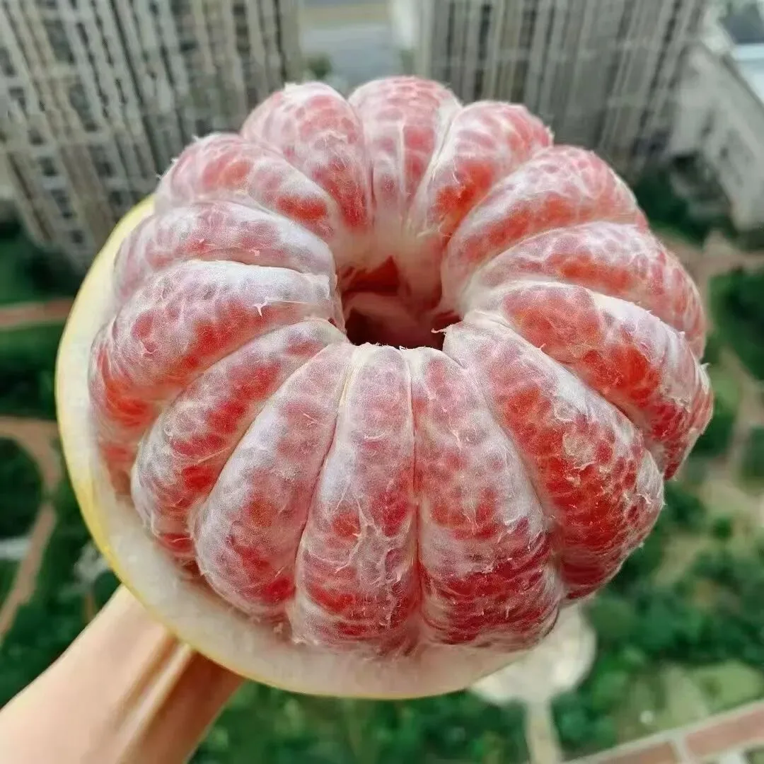 好吃又养生 苍南红心柚迎来丰收季 - 配图4