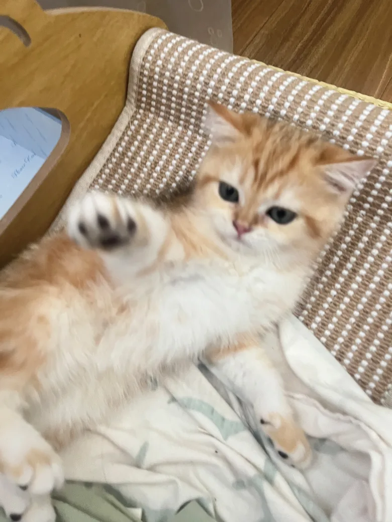 刷短视频刷出烦恼！400元买只猫，竟背上近9000元“分期”