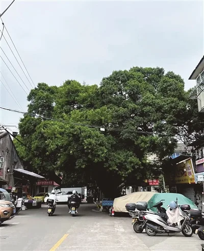 瑞安街头有棵天然“爱心树”