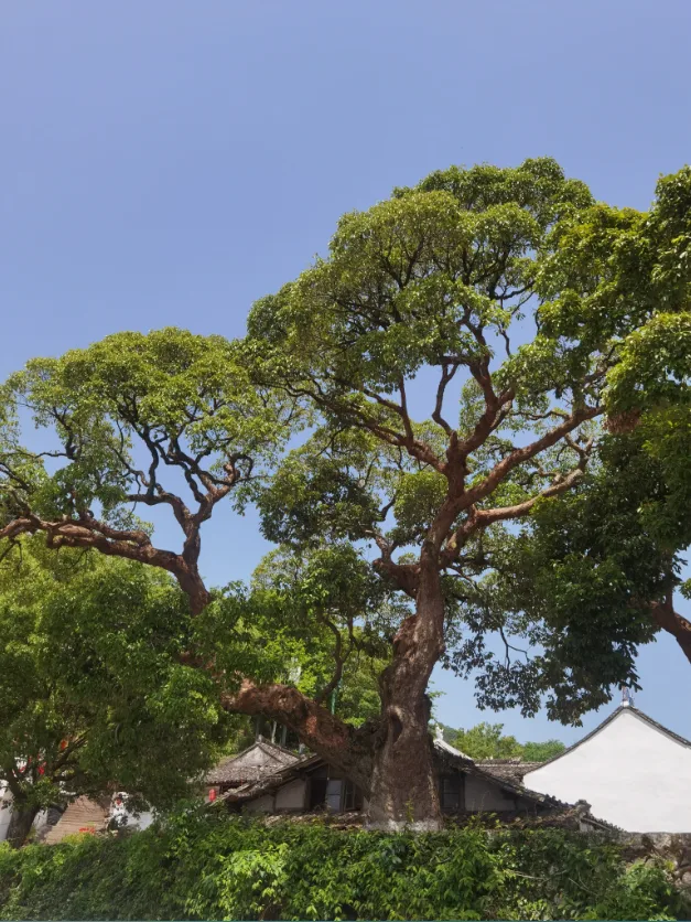 永嘉“楠溪映宋韵”入选省级古树名木旅游精品线路
