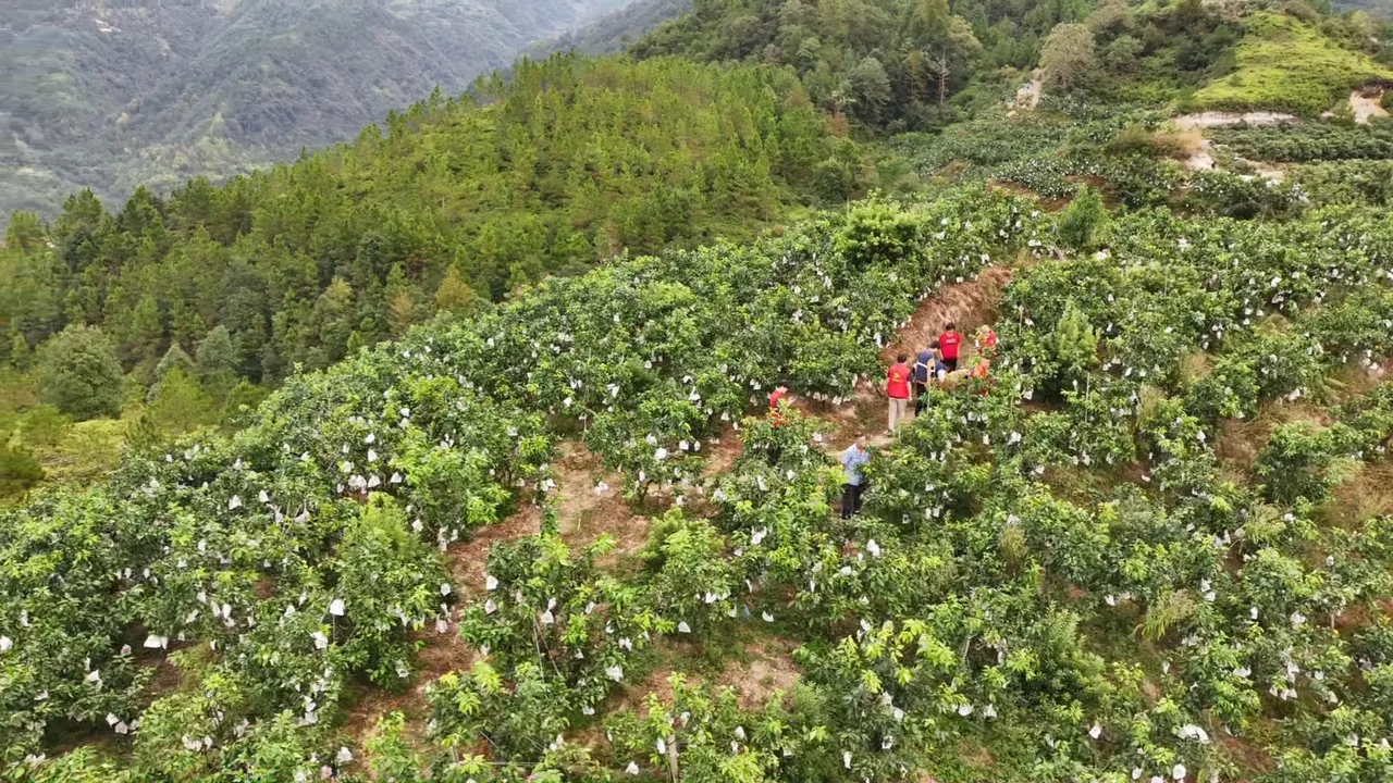加固果树抢收作物 文成30亩红美人有红马甲“撑腰”