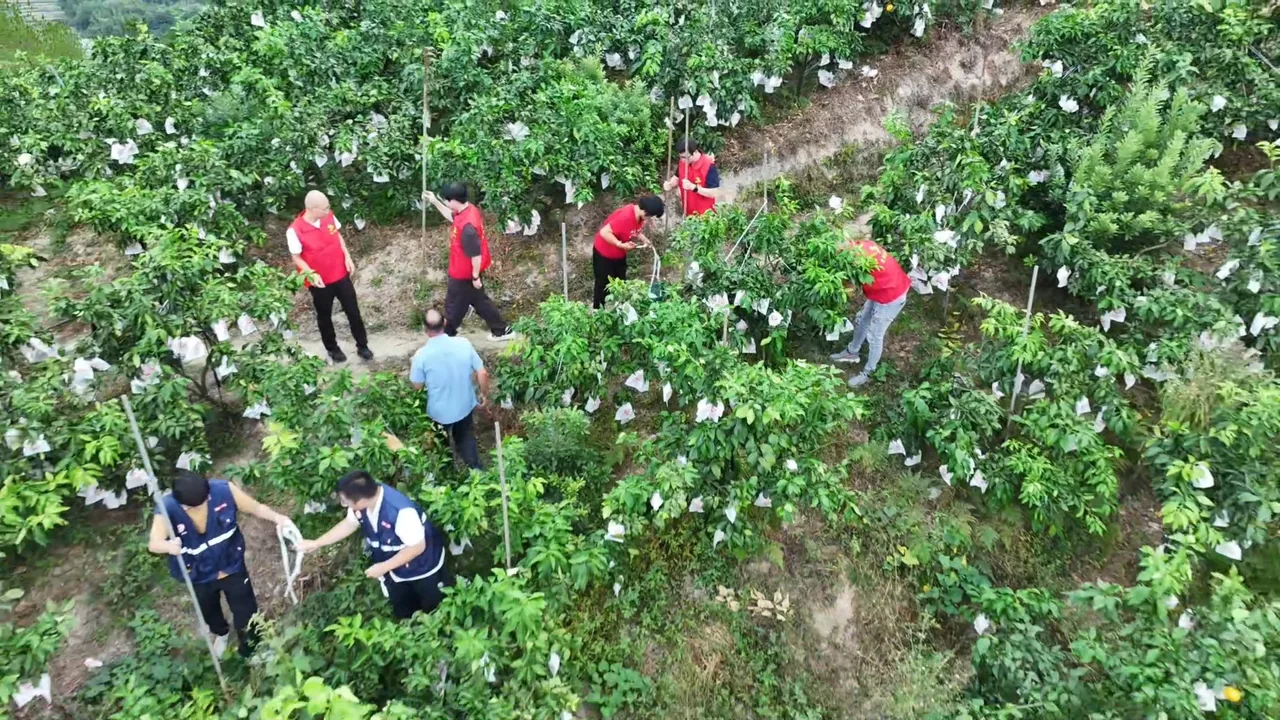 加固果树抢收作物 文成30亩红美人有红马甲“撑腰” - 配图3