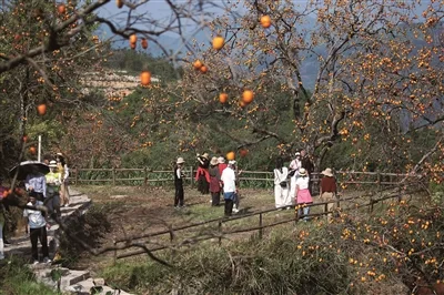 永嘉东炉柿子红了