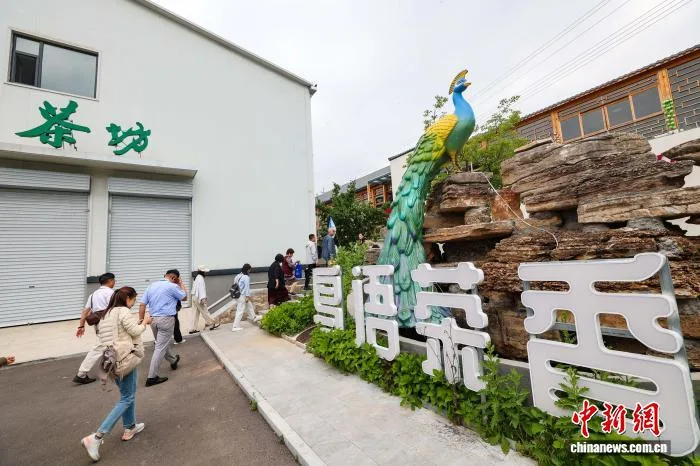 太行山上“黄金叶” 山西晋城一枝连翘成富民“饮”擎