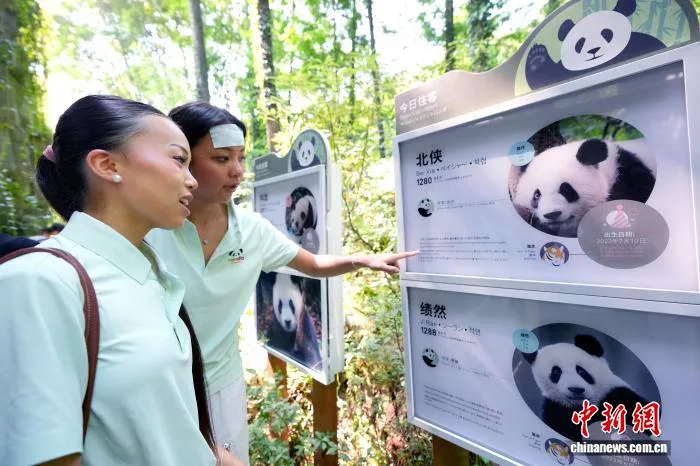 中国侨网7月8日，参加“寻根天府 蓉耀同行”第二期PANDA成都华教研学营的海外华裔青少年走进成都大熊猫繁育研究基地都江堰繁育野放研究中心（熊猫谷），近距离观赏大熊猫憨态可掬的萌态，了解国宝保护与野化放归知识。图为营员观看大熊猫介绍。中新社记者 安源 摄
