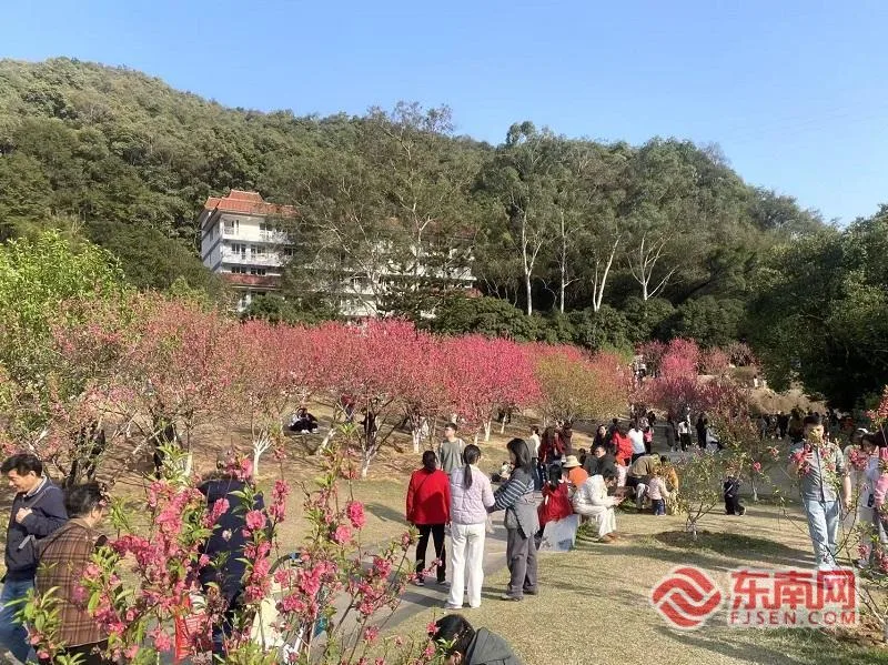周末福州晴好春意浓 森林公园桃花盛放引游人踏青