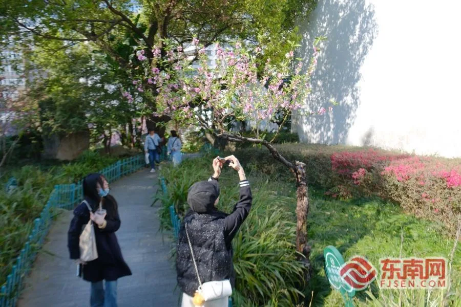 23亿元，福建年宵花产销两旺！约上亲朋好友共赴新花事