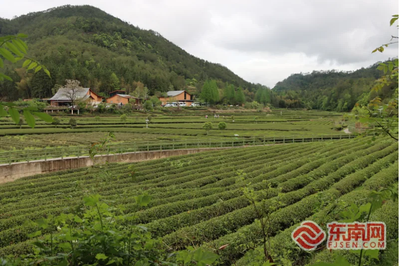 福建省发布全国首个“三茶”统筹标准体系 有哪些创新之举？