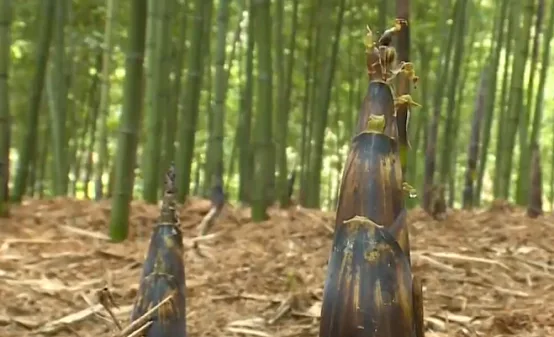 春笋正当季，尝鲜别贪多！ 这份春日吃笋健康指南请收好