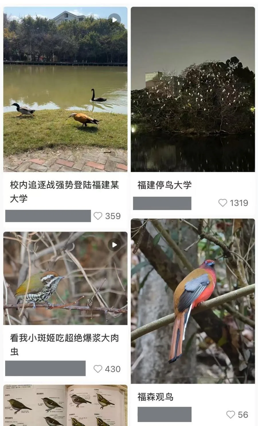 走！跟着“鸟友”去林间水边赏飞羽之美