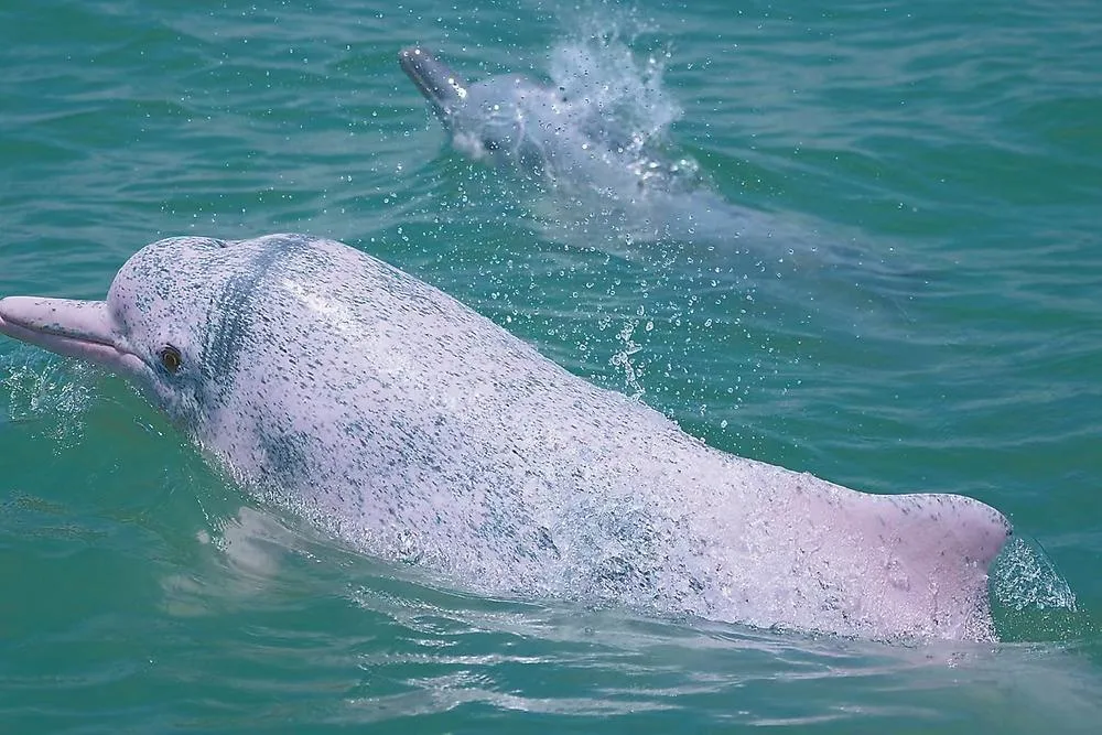 国际珍稀动物保护日丨“珍稀的朋友”为何爱上福建？