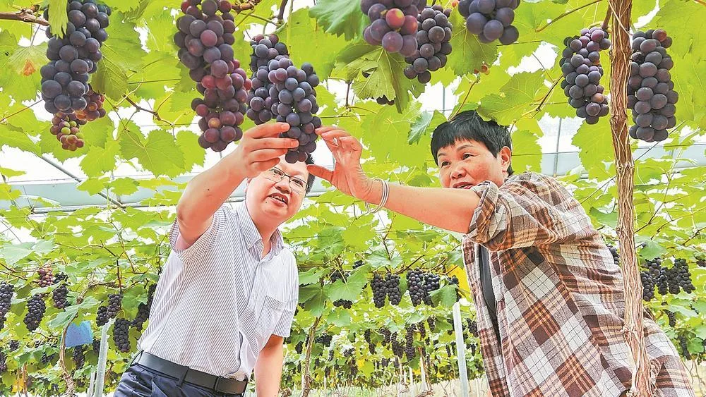 山村农场把葡萄卖到国外去 经济