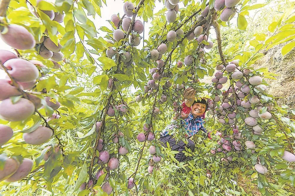 芙蓉李丰收 社会
