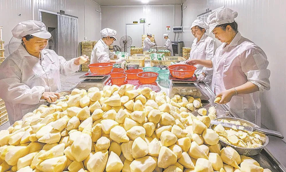 古田：一根竹笋的增值密码 经济
